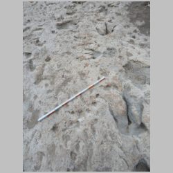 05-DSCN2074-Odd line of holes between lg tracks.jpg